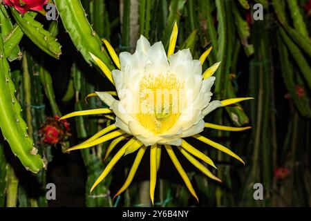 La fleur du fruit du dragon ne fleurit que la nuit et flétrit pendant la journée. Les bourgeons de fleurs de fruit de dragon sont des fleurs non ouvertes entourées de couches de sépales charnus Banque D'Images