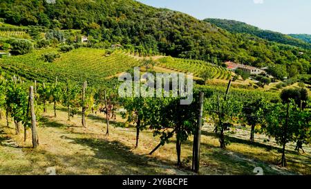 Les vignobles des collines Euganéennes. Parc régional Euganean Hills. Padoue. Italie Banque D'Images