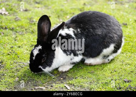 Lapin noir et blanc sur une prairie verte. Banque D'Images