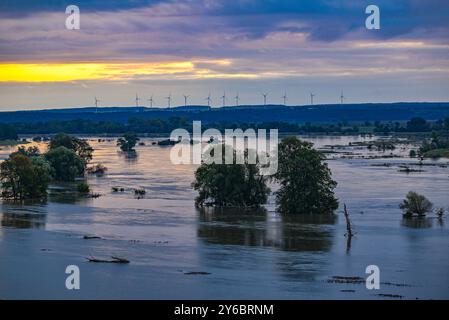 Lebus, Allemagne. 25 septembre 2024. Les inondations de l'Oder ont déjà inondé de grandes parties de l'avant-pays de l'Oder, comme ici au nord de Francfort (Oder) près de la ville de Lebus, jusqu'à la digue. Sacs de sable, glissières de digue et murs de protection - des dommages importants doivent être évités dans les zones inondables de l'est du Brandebourg. Crédit : Patrick Pleul/dpa/Alamy Live News Banque D'Images