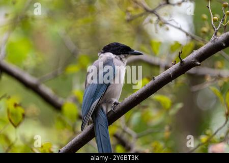 Magpie à ailes Azure (Cyanopica cyanus) en Chine du sud-ouest Banque D'Images