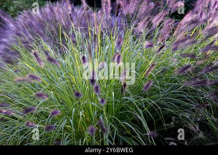 Île de Bainbridge, Washington, États-Unis. 24 septembre 2024. Belle nature comme on le voit lors d'une promenade à travers la réserve Bloedel. La réserve Bloedel est un jardin forestier de 150 acres situé sur l'île de Bainbridge, dans l'État de Washington, aux États-Unis. Il a été créé par Virginia et Prentice Bloedel, vice-président de la compagnie de bois MacMillan Bloedel Limited, sous l'influence du mouvement de conservation et de la philosophie asiatique. (Crédit image : © Bruce Chambers/ZUMA Press Wire) USAGE ÉDITORIAL SEULEMENT! Non destiné à UN USAGE commercial ! Banque D'Images