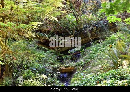 Île de Bainbridge, Washington, États-Unis. 24 septembre 2024. Belle nature comme on le voit lors d'une promenade à travers la réserve Bloedel. La réserve Bloedel est un jardin forestier de 150 acres situé sur l'île de Bainbridge, dans l'État de Washington, aux États-Unis. Il a été créé par Virginia et Prentice Bloedel, vice-président de la compagnie de bois MacMillan Bloedel Limited, sous l'influence du mouvement de conservation et de la philosophie asiatique. (Crédit image : © Bruce Chambers/ZUMA Press Wire) USAGE ÉDITORIAL SEULEMENT! Non destiné à UN USAGE commercial ! Banque D'Images