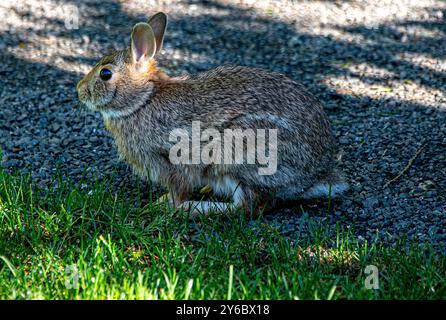 Île de Bainbridge, Washington, États-Unis. 24 septembre 2024. Un lapin est vu lors d'une promenade à travers la réserve Bloedel. La réserve Bloedel est un jardin forestier de 150 acres situé sur l'île de Bainbridge, dans l'État de Washington, aux États-Unis. Il a été créé par Virginia et Prentice Bloedel, vice-président de la compagnie de bois MacMillan Bloedel Limited, sous l'influence du mouvement de conservation et de la philosophie asiatique. (Crédit image : © Bruce Chambers/ZUMA Press Wire) USAGE ÉDITORIAL SEULEMENT! Non destiné à UN USAGE commercial ! Banque D'Images