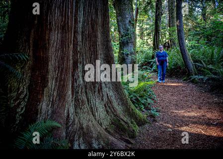 Île de Bainbridge, Washington, États-Unis. 24 septembre 2024. Belle nature comme on le voit lors d'une promenade à travers la réserve Bloedel. La réserve Bloedel est un jardin forestier de 150 acres situé sur l'île de Bainbridge, dans l'État de Washington, aux États-Unis. Il a été créé par Virginia et Prentice Bloedel, vice-président de la compagnie de bois MacMillan Bloedel Limited, sous l'influence du mouvement de conservation et de la philosophie asiatique. (Crédit image : © Bruce Chambers/ZUMA Press Wire) USAGE ÉDITORIAL SEULEMENT! Non destiné à UN USAGE commercial ! Banque D'Images