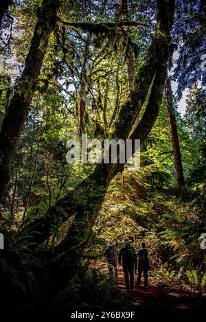 Île de Bainbridge, Washington, États-Unis. 24 septembre 2024. Belle nature comme on le voit lors d'une promenade à travers la réserve Bloedel. La réserve Bloedel est un jardin forestier de 150 acres situé sur l'île de Bainbridge, dans l'État de Washington, aux États-Unis. Il a été créé par Virginia et Prentice Bloedel, vice-président de la compagnie de bois MacMillan Bloedel Limited, sous l'influence du mouvement de conservation et de la philosophie asiatique. (Crédit image : © Bruce Chambers/ZUMA Press Wire) USAGE ÉDITORIAL SEULEMENT! Non destiné à UN USAGE commercial ! Banque D'Images