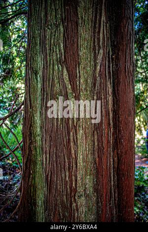 Île de Bainbridge, Washington, États-Unis. 24 septembre 2024. Belle nature comme on le voit lors d'une promenade à travers la réserve Bloedel. La réserve Bloedel est un jardin forestier de 150 acres situé sur l'île de Bainbridge, dans l'État de Washington, aux États-Unis. Il a été créé par Virginia et Prentice Bloedel, vice-président de la compagnie de bois MacMillan Bloedel Limited, sous l'influence du mouvement de conservation et de la philosophie asiatique. (Crédit image : © Bruce Chambers/ZUMA Press Wire) USAGE ÉDITORIAL SEULEMENT! Non destiné à UN USAGE commercial ! Banque D'Images