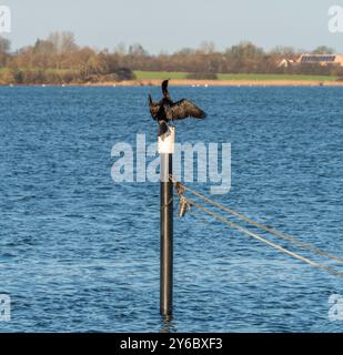 Cormorant vu sur un bûcher près de Maasholm, une municipalité du Schleswig-Holstein, dans le nord de l'Allemagne Banque D'Images