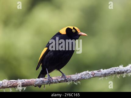 vue de face d'un bowerbird régent mâle perché sur une branche à o'reillys Banque D'Images