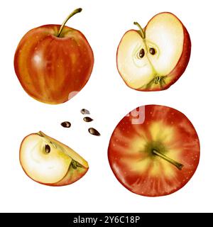 Ensemble de fruits. Deux pommes entières, une demi et quart. Graines de pomme. Fruits rouges. Illustration aquarelle. Banque D'Images