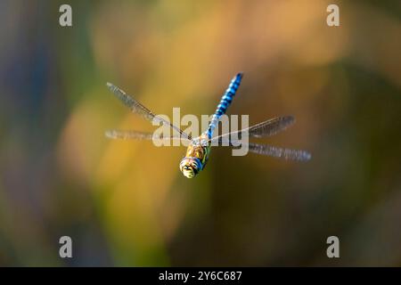 Une demoiselle libellule mosaïque bleu-vert Banque D'Images