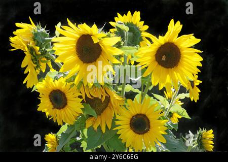 Tournesol (Helianthus annuus). Fleurs en contre-jour. Hybride avec plusieurs têtes de fleurs. Autriche Banque D'Images