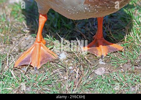 Canard colvert (Anas platyrhynchos), gros plan des pieds Banque D'Images