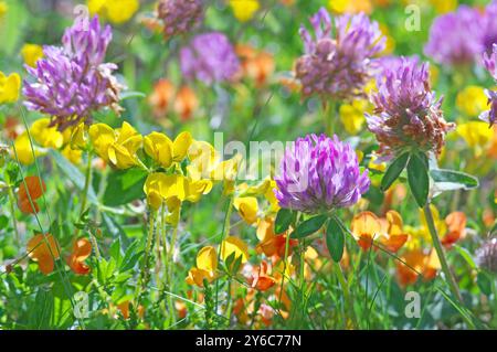 Prairie alpine colorée avec trèfle rouge (Trifolium pratense), trèfle pied-à-l'oiseau (Lotus corniculatus) et trèfle-pied-à-l'oiseau alpin (Lotus alpinus). Pitztal, Tyrol, Autriche Banque D'Images