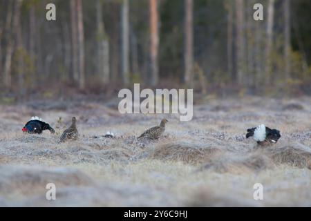 Tétras noir (Tetrao tetrix, Lyrurus tetrix). Mâles et femelles sur lek, Suède Banque D'Images