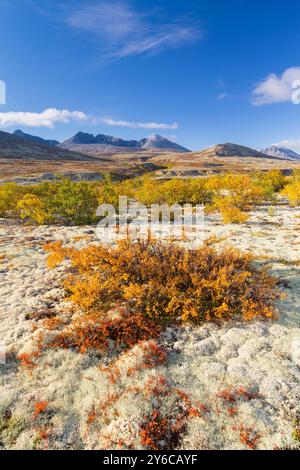 Bouleau nain (Betula nana) et lichen de renne (Cladonia rangiferina) en automne. Doraldalen, Parc national de Rondane, Oppland, Norvège Banque D'Images