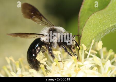 Minier danubien, abeille minière grise (Andrena cineraria) sur les fleurs du cornouiller commun, cornichon (Cornus sanguinea). Autriche Banque D'Images