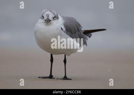 Gros plan d'une mouette debout sur une plage de sable avec un arrière-plan flou. Banque D'Images