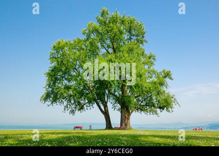 Érable argenté (Acer saccharinum).Bancs sous grands arbres sur les rives du lac de Constance près d'Arbon à Thurgau, Suisse Banque D'Images