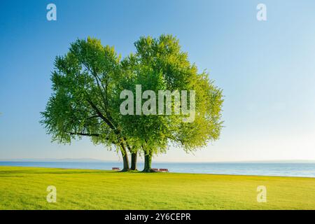 Érable argenté (Acer saccharinum).Bancs sous grands arbres sur les rives du lac de Constance près d'Arbon à Thurgau, Suisse Banque D'Images