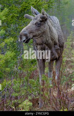 Élan d'Europe, orignal (Alces alces). Taureau avec bois en velours debout sous la pluie. Suède Banque D'Images