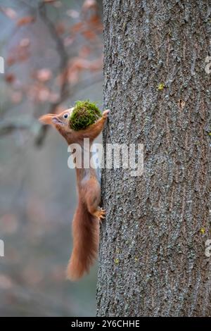 Écureuil rouge (Sciurus vulgaris) collectant des matériaux pour nid. Allemagne Banque D'Images