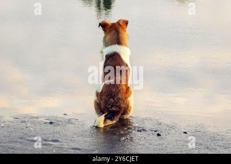 Un chien attend son propriétaire pêcheur sur la rive de la rivière Banque D'Images