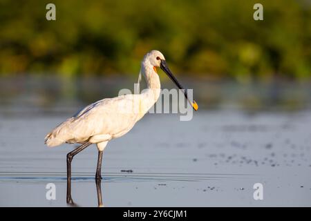 Spoonbill eurasien (Platalea leucorodia). Adulte en élevage de plumage en eau peu profonde, Hongrie Banque D'Images