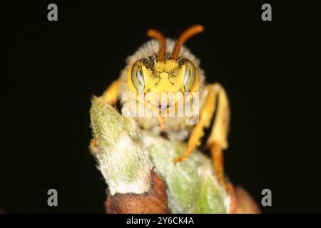 Nomade de Lathbury (Nomada lathburiana). Un mâle sur un bourgeon de saule (Salix sp.) dans une fosse de sable. Colonies voisines d'abeilles de sable (Andrena cineraria) sur lesquelles il parasite comme une abeille coucou. Allemagne Banque D'Images