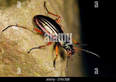 Doré Ground Beetle (Carabus auratus) sur pierre. Allemagne Banque D'Images