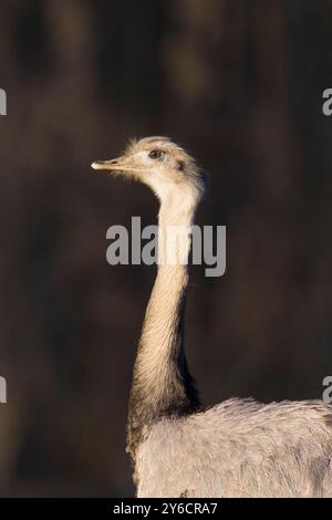 Rhea (Rhea americana). Portrait d'homme adulte. Mecklembourg-Poméranie occidentale, Allemagne Banque D'Images