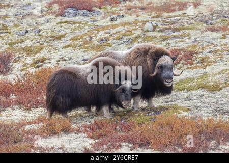 Boeuf musqué (Ovibus moschatus). Couple pendant ornière en automne. Dovre Fjaell, parc national de Sunndalsfjella, Norvège Banque D'Images