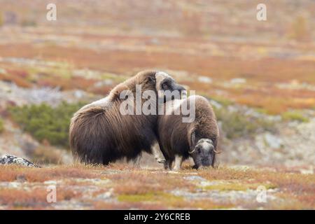 Boeuf musqué (Ovibus moschatus). Taureau courtisant vache pendant l'ornière en automne. Dovre Fjaell, parc national de Sunndalsfjella, Norvège Banque D'Images