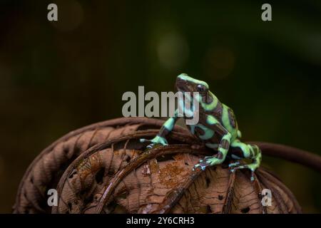 Grenouille verte et noire (Dendrobates auratus) sur une feuille, Costa Rica. Banque D'Images