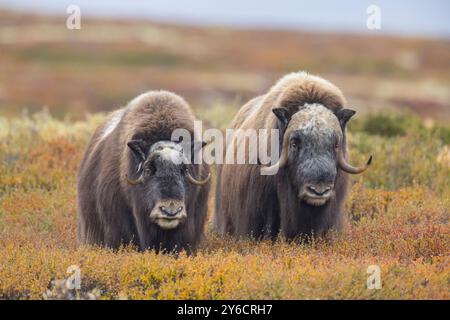 Boeuf musqué (Ovibus moschatus). Couple pendant ornière en automne. Dovre Fjaell, parc national de Sunndalsfjella, Norvège Banque D'Images