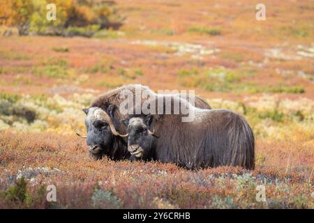 Boeuf musqué (Ovibus moschatus). Couple pendant ornière en automne. Dovre Fjaell, parc national de Sunndalsfjella, Norvège Banque D'Images