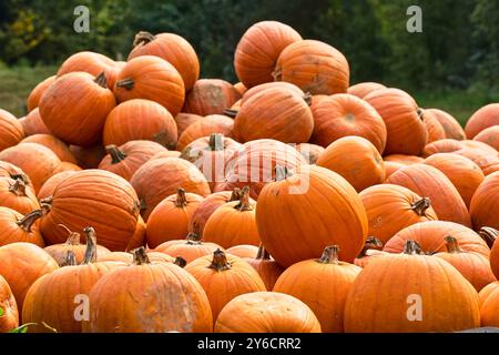 Dasing, Bavière, Allemagne - 23 septembre 2024 : un grand tas de citrouilles fraîchement récoltées se trouve dans un champ. Les tons orangés chauds des citrouilles donnent à l'image un caractère automnal et symbolisent la saison des récoltes et la fête d'automne *** Ein Großer Haufen frisch geernteter Kürbisse liegt auf einem Feld. Die warmen Orangetöne der Kürbisse verleihen dem Bild einen herstlichen Charakter und symbolisieren die Erntezeit und das Herbstfest Banque D'Images