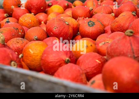 Dasing, Bavière, Allemagne - 23 septembre 2024 : un panier rempli de citrouilles Hokkaido rouge vif, fraîchement récoltées et prêtes à être transformées *** Ein Korb voller leuchtend roter Hokkaido-Kürbisse, frisch geerntet und bereit für die Verarbeitung Banque D'Images