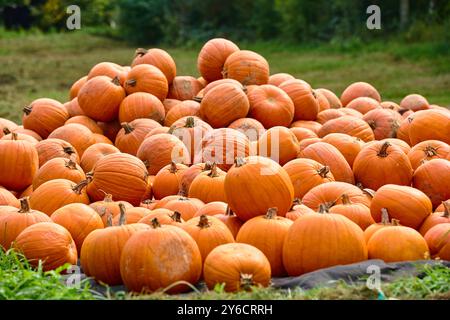 Dasing, Bavière, Allemagne - 23 septembre 2024 : un grand tas de citrouilles fraîchement récoltées se trouve dans un champ. Les tons orangés chauds des citrouilles donnent à l'image un caractère automnal et symbolisent la saison des récoltes et la fête d'automne *** Ein Großer Haufen frisch geernteter Kürbisse liegt auf einem Feld. Die warmen Orangetöne der Kürbisse verleihen dem Bild einen herstlichen Charakter und symbolisieren die Erntezeit und das Herbstfest Banque D'Images