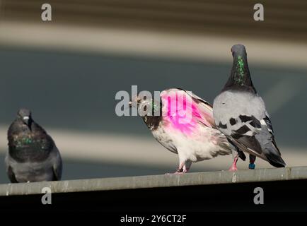 27 août 2024, Berlin : 27.08.2024, Berlin. Un pigeon de ville aux ailes roses se trouve sur un rebord de la gare de Suedkreuz à Berlin. Devant la station se trouve un conteneur contenant un loft de pigeons supervisé. Les pigeons des villes reçoivent de l'eau et de la nourriture propre ici par des bénévoles et sont soignés ou reçoivent un traitement médical s'ils tombent malades. En outre, les pigeonniers bien intentionnés peignent certains des animaux avec de la peinture pour repousser les oiseaux de proie. Cela a pour but de dissuader les faucons de frapper le pigeon en question. Les experts et les ornithologues ont un point de vue critique à ce sujet, comme le nombre de pigeons dans le CIT Banque D'Images