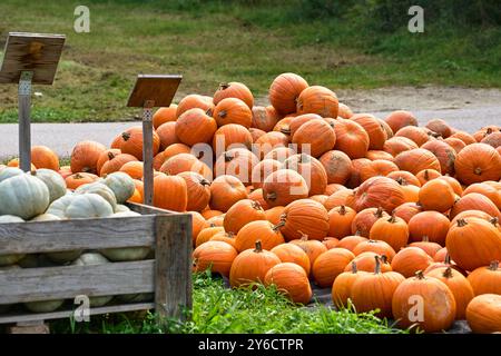 Dasing, Bavière, Allemagne - 23 septembre 2024 : un stand de citrouilles sur une ferme expose une variété de citrouilles fraîchement récoltées *** Ein Kürbisverkaufsstand auf einem Bauernhof zeigt eine Vielzahl von frisch geernteten Kürbissen Banque D'Images