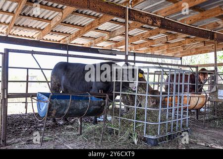 Taureaux mangeant des fourrages frais coupés dans une ferme commerciale de bétail sur Grand Cayman, une petite île des Caraïbes. Banque D'Images