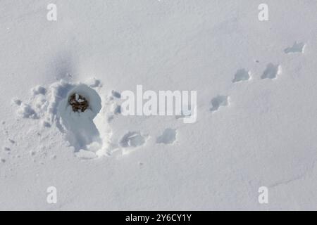 Rock Ptarmigan (Lagopus muta). Demi grotte de neige et empreintes de pas dans la neige. Norvège Banque D'Images