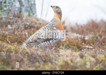 Capercaillie (Tetrao urogallus). Femelle debout sur le sol de la forêt Banque D'Images