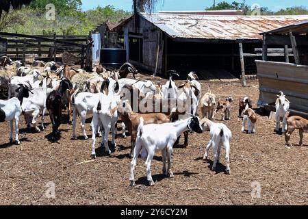 Troupeau de chèvres à viande de race mixte dans une ferme dans les Caraïbes. Les chèvres et la viande de chèvre font partie intégrante de la culture et de la cuisine de nombreux isl des Caraïbes Banque D'Images