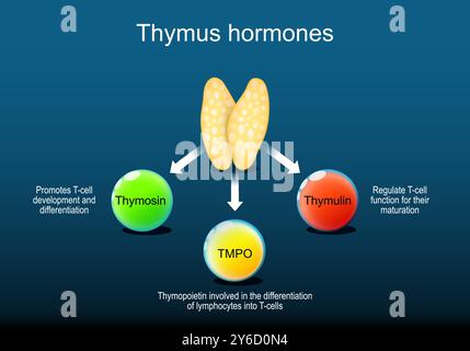 Hormones du thymus. Thymus comme partie d'un système endocrinien humain pour la régulation du système immunitaire. Gros plan d'un organe lymphoïde. Thymosine favorise le sang blanc Illustration de Vecteur