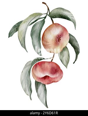 Abricot onTwig Aquarelle illustration. Art clip de fruit dessiné à la main sur fond blanc isolé. Dessin mûr de baies de fruits. Peinture végétale botanique Banque D'Images