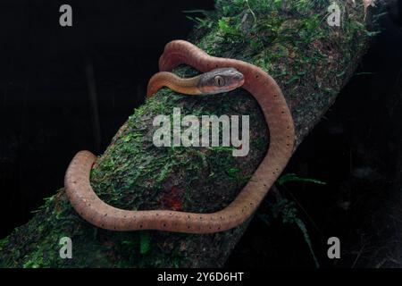 Couleuvre à tête foncée (Boiga nigriceps) sur le tronc d'arbre mousseline attendant une proie. C'est un juvénile Banque D'Images