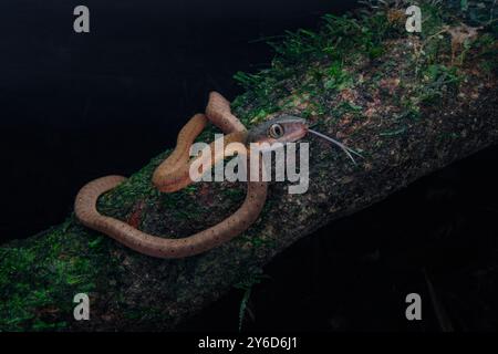 Couleuvre à tête foncée (Boiga nigriceps) sur le tronc d'arbre mousseline attendant une proie. C'est un juvénile Banque D'Images