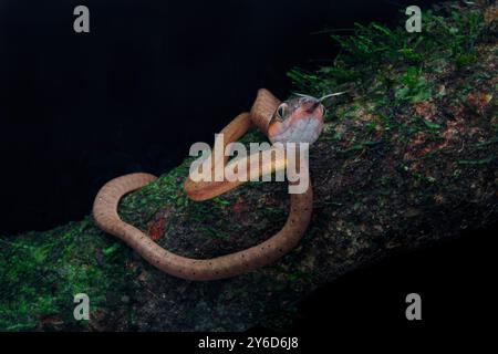 Couleuvre à tête foncée (Boiga nigriceps) sur le tronc d'arbre mousseline attendant une proie. C'est un juvénile Banque D'Images